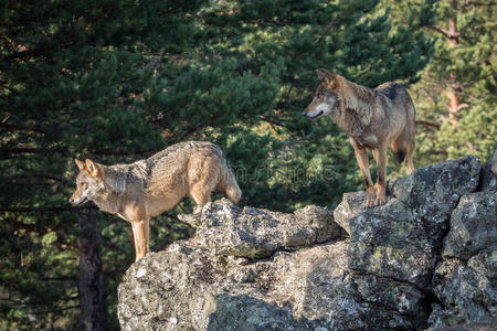 几只伊比利亚狼在岩石上发现了狼疮