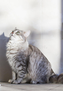 美丽的西伯利亚银猫品种在花园里