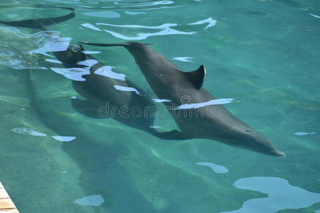 海的 脚蹼 游戏 生活 海豚 执行 迈阿密 佛罗里达州 海洋学