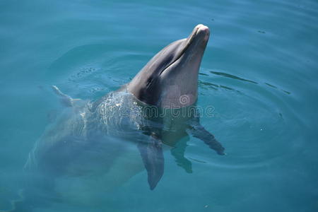 迈阿密 潜水 哺乳动物 脚蹼 生活 海豚 水族馆 佛罗里达州