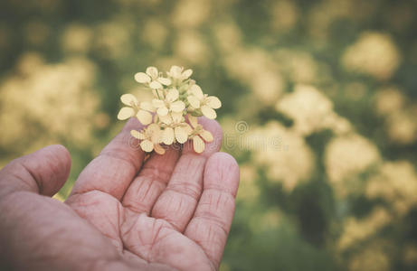 手拿芥末花