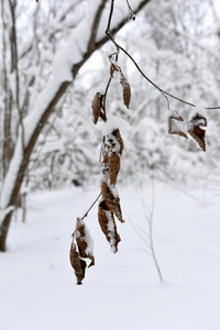 冬天雪下有黄叶的树枝。