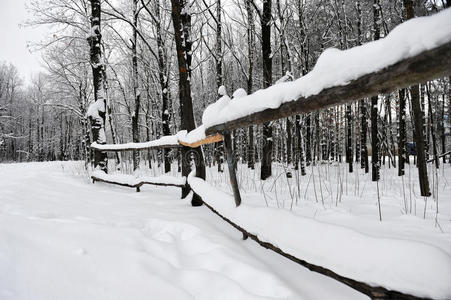 冬天雪下有黄叶的树枝。