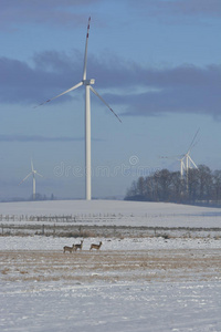 领域 冬天 风车 转子 动物 桅杆 地区 涡轮机 森林 风景