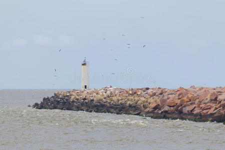 海洋 里约 海鸥 高乔 卡西诺 苏尔 南方 防波堤 灯塔