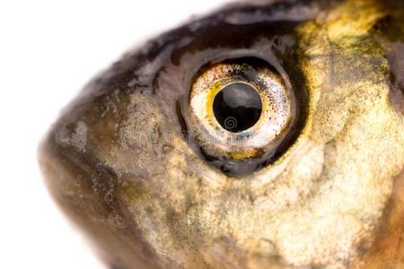 鱼的眼睛图片