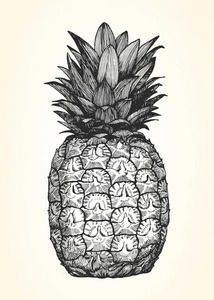 菠萝的手绘插图。