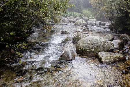 美丽的 流体 森林 流动的 丛林 落下 公司 小溪 天堂