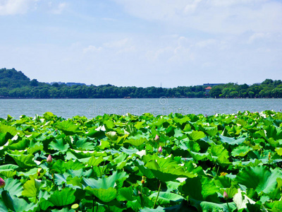 省份 外部 亚洲 莲花 湖泊 池塘 遗产 淡水 自然 风景