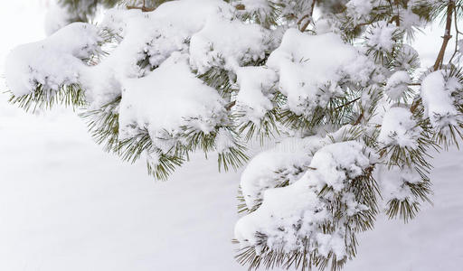 树枝上的雪