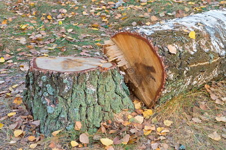 公园 环境 森林砍伐 材料 行业 自然 树皮 木材 纹理