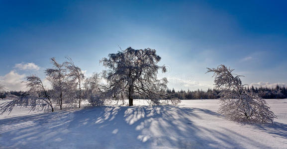 领域 桦木 圣诞节 高级 芬斯 森林 背光 乡村 公园 桦树