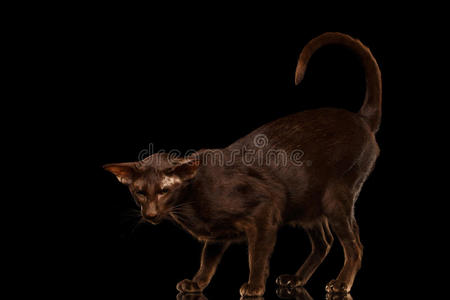 棕色东方猫在孤立的黑色背景上