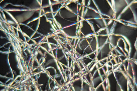 显微镜纤维图片