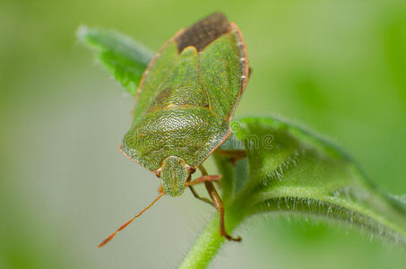 绿盾蝽照片