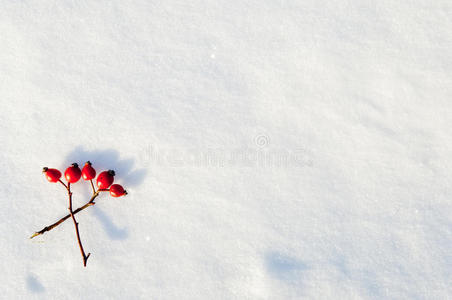 霍尔 一月 模式 雪花 植物 健康 罗莎 晶体 纹理 维生素