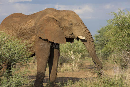 公园 动物 象牙 哺乳动物 特写镜头 厚皮动物 游猎 自然