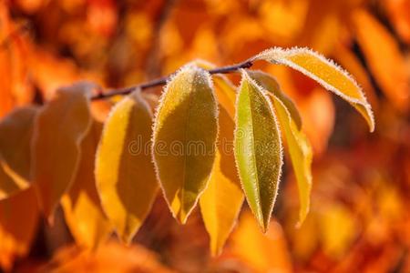 阳光下霜冻中的秋天黄叶