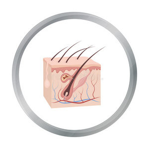 表皮 人类 图表 细胞 皮肤 卡通 肌肉 头发 插图 偶像