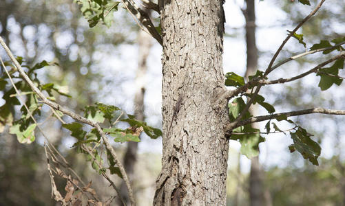 查迈莱奥利斯p或cus,politics政治棕色的变色龙蜥蜴安乐蜥属萨格里和