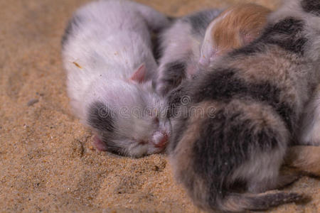 沙子里的猫宝宝