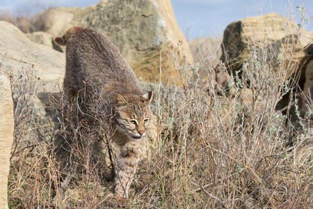 自然 运动 山猫 哺乳动物 动物 野猫 跟踪 猫科动物 食肉动物