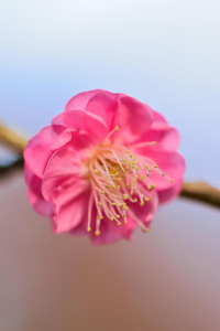 植物 亚洲 花园 粉红色 分支 美丽的 美女 框架 季节