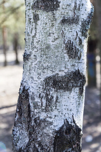 木材 桦木 树皮 树干 纹理 自然