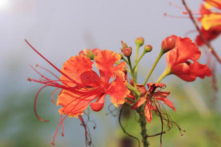 自然 盛开 开花 花的 季节 园艺 美丽的 花园 外部 花瓣