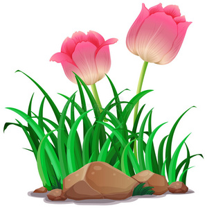 艺术 植物 郁金香 开花 剪贴画 剪辑 自然 插图 粉红色