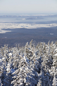 俄罗斯 假期 储备 自然 云杉 雪堆 风景 天空 旅行 新的