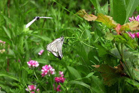 翅膀 春天 夏天 花粉 植物 昆虫 蝴蝶 斑点 特写镜头