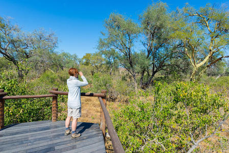 灌木 双目望远镜 阿拉伯树胶 平原 植物区系 肯尼亚 公园