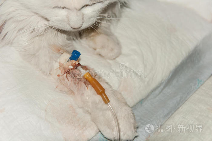 操作 测试 滴下 诊所 宠物 帮助 健康 外科手术 动物
