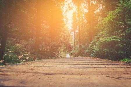 树叶 苔藓 徒步旅行 旅行 自然 森林 风景 冒险 照片