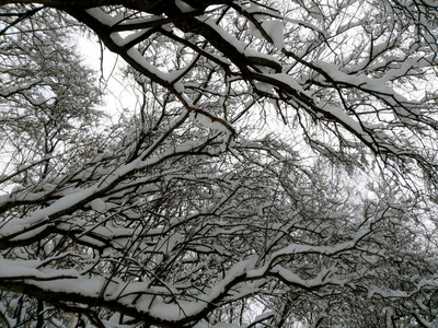 被雪覆盖的树枝