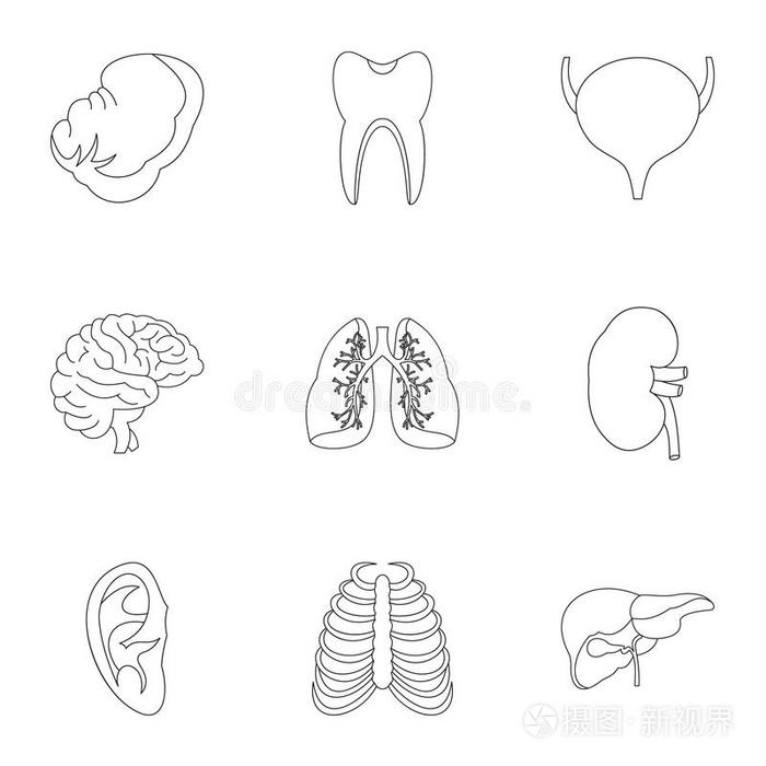 解剖 医学 收集 生物学 人类 耳朵 偶像 肝脏 形象 消化