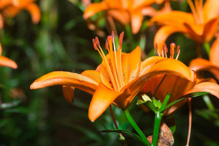 花橙百合