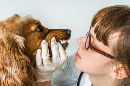 动物 成人 公司 照顾 犬科动物 医学 小狗 猎犬 卫生