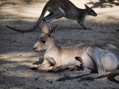 塔斯马尼亚 公园 澳大利亚 野生动物 荒野 站立 岩石 昆士兰