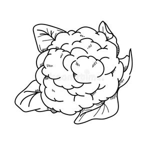 徒手绘画插图花椰菜。