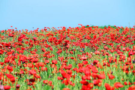 花瓣 天空 野花 植物区系 夏天 植物 领域 花 季节