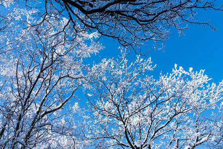 冬日 深的 降雪 寒冷的 植物 天空 冬天 自然 分支 季节