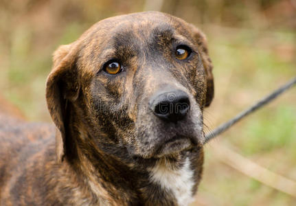 巧克力拉布拉多猎犬比利牛斯混合犬比格狐狸猎犬混合品种猎狗黑色背景