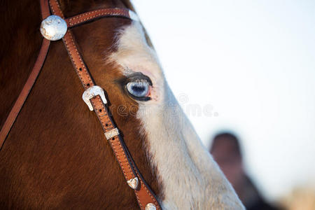 蓝眼睛的马