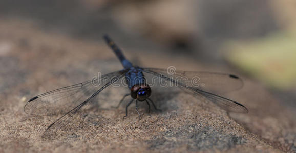 柬埔寨石头上的蓝色蜻蜓
