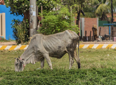 小狗 犬科动物 国家 可爱的 水牛 外部 乐趣 面对 柬埔寨