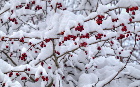 圣诞节 花园 水果 灌木 分支 自然 冷冰冰的 寒冷的 美丽的
