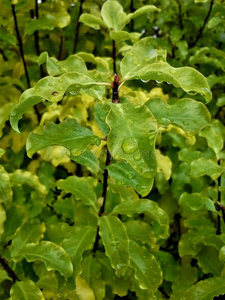 灌木 花园 树叶 液滴 植物 雨滴 自然