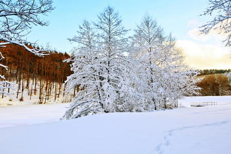 雪花 寒冷的 冻结 太阳 冬天 自然 庆祝 风景 圣诞节